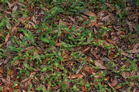 The first step to controlling those pesky weeds in your lawn is correctly identifying them. Purple flowers on creeping weed
