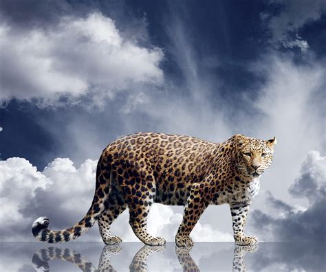 4k Free Download Leopard Animals Big Cats Leopards Hd Wallpaper