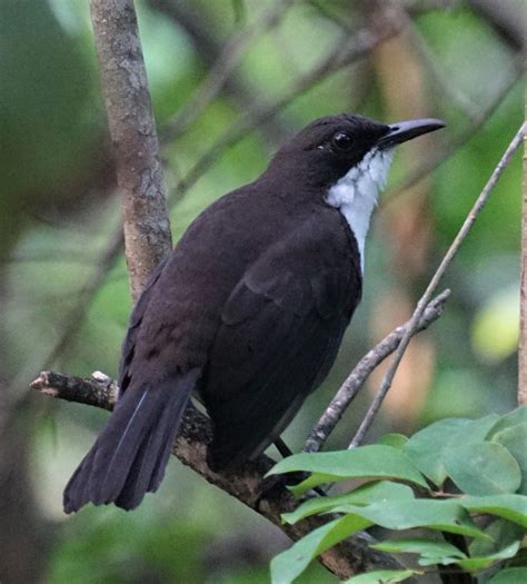 Winging It Discovering The Caribbean Birding Trail Part 3 The Rare