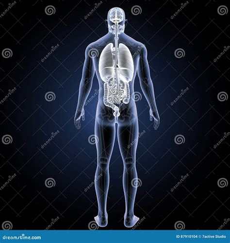 Human Organs With Skeleton Posterior View Stock Illustration