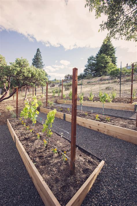 A trellis fence or screen is the perfect way to add a sense of privacy and structure to your backyard. Raised Beds + Grape Vine Trellis - Modern - Landscape ...