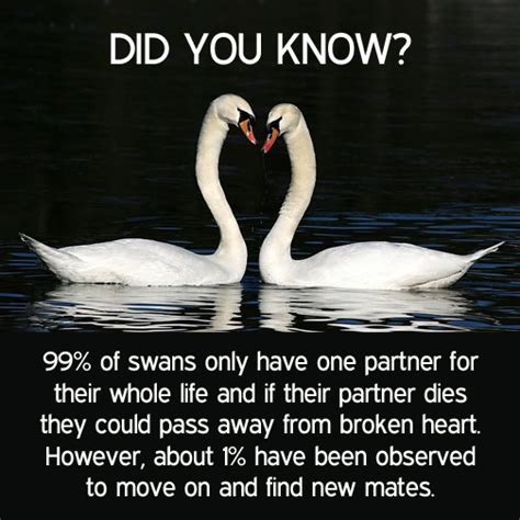 Of Swans Only Have One Partner For Their Whole Life In Swan Quotes Swan Life