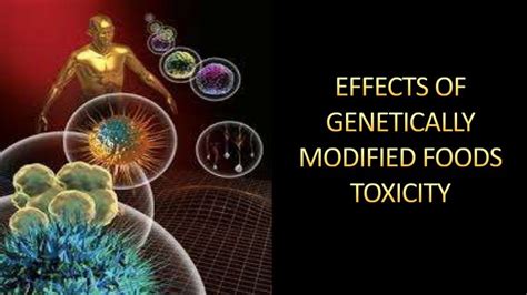 Effects Of Genetically Modified Foods On Toxicity