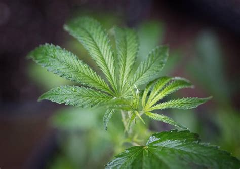 What is a compound house. Marijuana compound cannabidiol may help kids with epilepsy ...