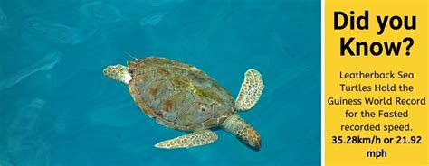 How Fast Can Sea Turtles Swim Are They Fast Swimmers
