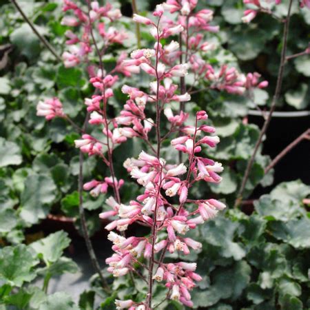 Heuchera 'canyon delight' x h. Heuchera 'Canyon Duet' (PP13280) - Takao Nursery