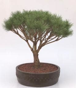 Japanese Red Pine Bonsai Tree Pinus Densi Globosa