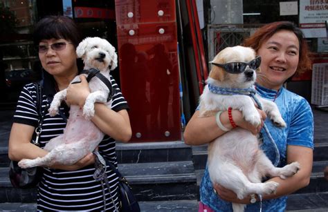 Dog Meat Festival Held In China Despite Protests Cbc News