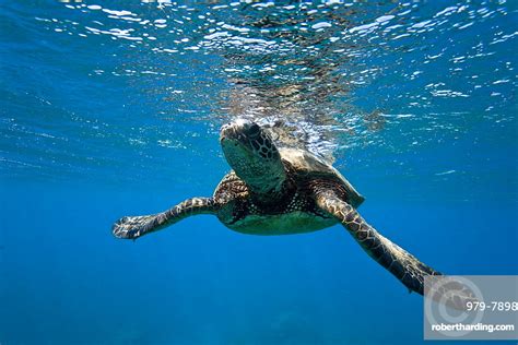 Green Sea Turtle Chelonia Mydas Stock Photo