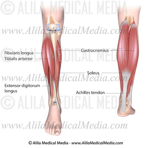 Calf Muscle Diagram Labeled Labeled Muscles Of Lower Leg Yahoo Search