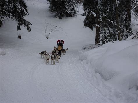 Sled Dog Race Huskies Dogs · Free Photo On Pixabay