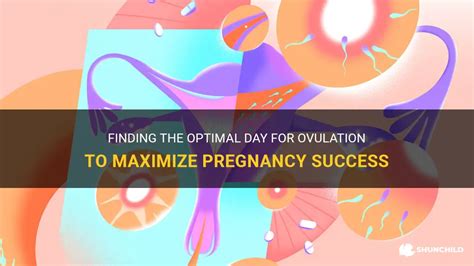 Finding The Optimal Day For Ovulation To Maximize Pregnancy Success