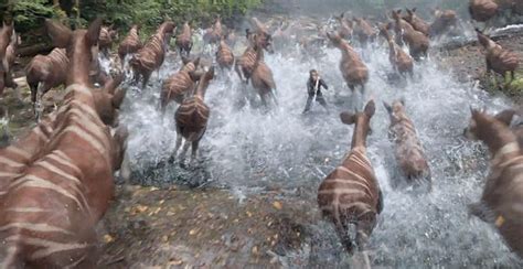 An occasion when many large animals or many people suddenly all move quickly and in an…. Okapi stampede breakdown - Filmnosis