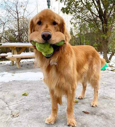 Golden Retriever Holds 6 Tennis Balls In His Mouth