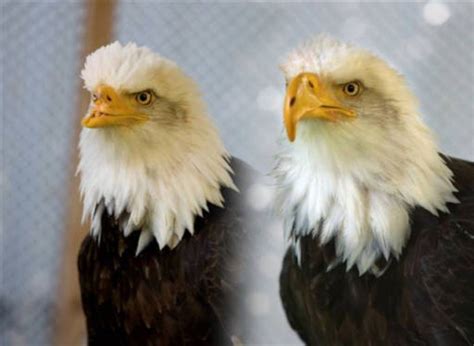 Idaho Bald Eagle With Prosthetic Beak Featured On National Geographic
