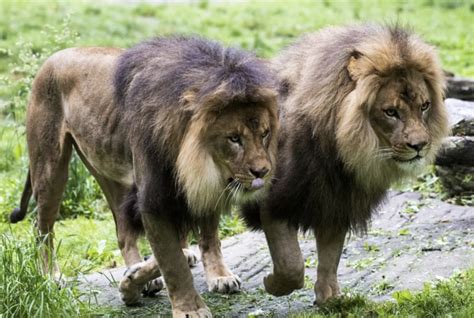 Bronx Zoo Lions