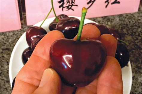 Chinas Effect On World Cherry Production Growing Produce