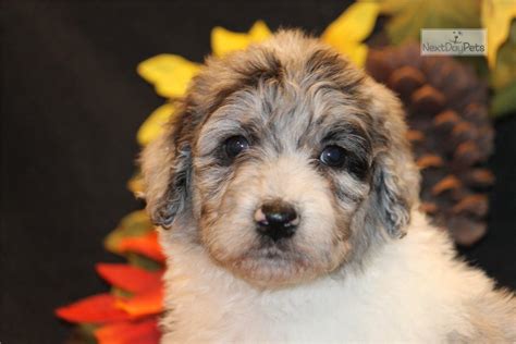 Poppy Aussiedoodle Puppy For Sale Near Dallas Fort Worth Texas