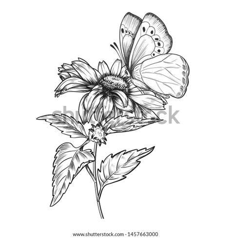 Hand drawn sunflower with butterfly. Hand Drawn Sunflower Butterfly Vintage Pen Stock Vector ...