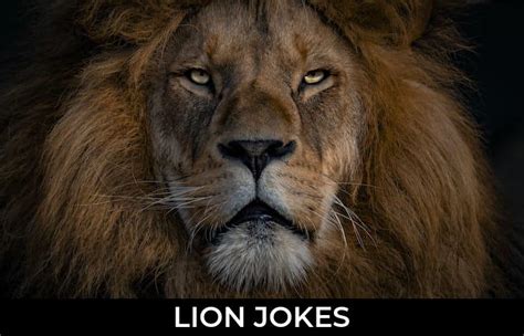 140 Lion Jokes And Funny Puns Jokojokes