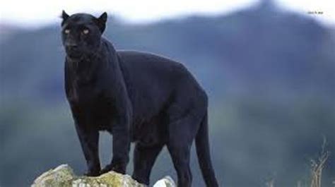 10 Facts About Black Panthers Fact File