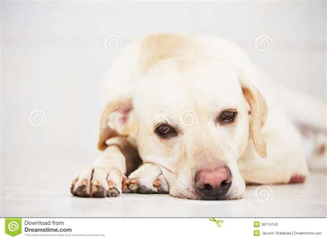 Sad Dog Stock Photos Image 36714143