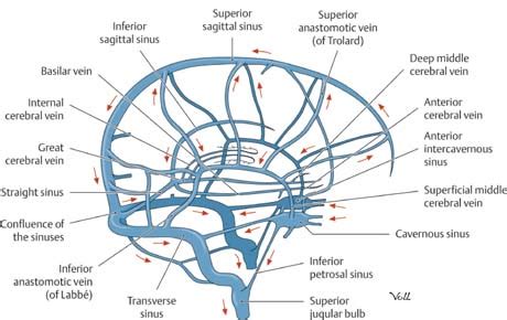 Nenne die merkmale der v. Anatomy | Neupsy Key
