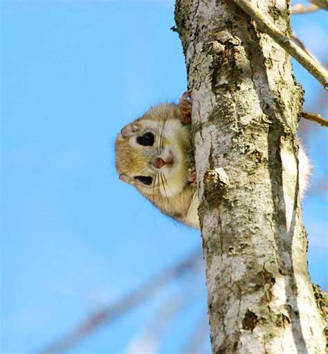 The mandible of the japanese dwarf flying squirrel does not have a coronoid process unlike the american dwarf squirrels (microsciurus). Wallpapers / Pictures of Japanese Dwarf Flying Squirrel ...