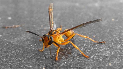 Bugs That Look Like Wasps