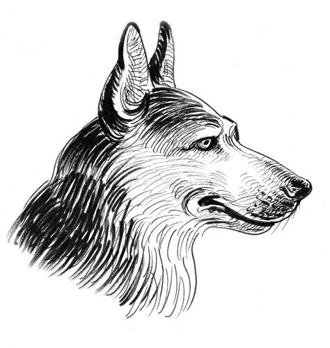 Sketch German Shepherd Dog Face Front View Stock Vector Illustration