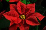 Photos of A Red Christmas Flower