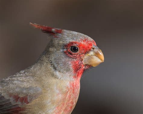 The Wet Beak Of A Pyrrhuloxia A Male Pyrrhuloxia At A Wate Flickr