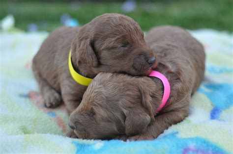 It is colored in golden, red, white, yellow and apricot. Faithful Doodles: 1 Week Old Mini/Med F1B Labradoodles ...