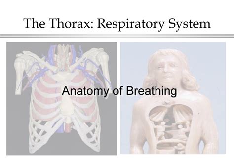 Anatomy Of Breathing Print Copy The Thorax Respiratory System