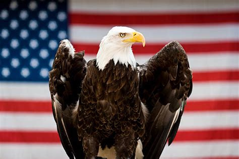 Bald Eagle American Flag Stock Photos Pictures And Royalty Free Images