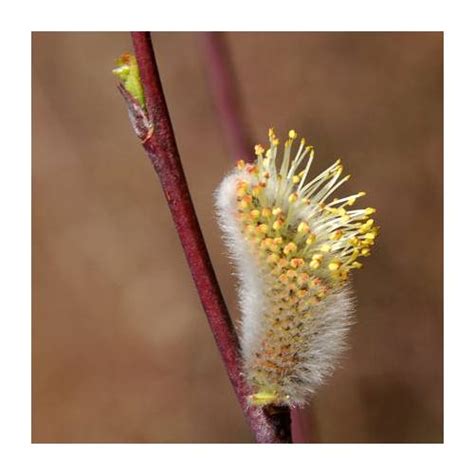 Palpites são apenas de partidas envolvendo afogados, central, salgueiro e sete de setembro. Salgueiro dafnóide : venda Salgueiro dafnóide / Salix ...