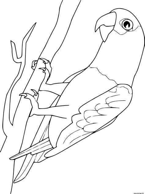 Coloriage Perroquet Dessin Oiseau à Imprimer