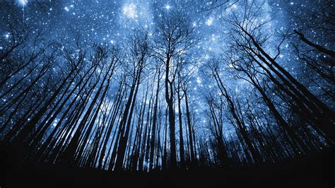Free Download Stars Shining On The Night Sky Above The Forest Full Hd