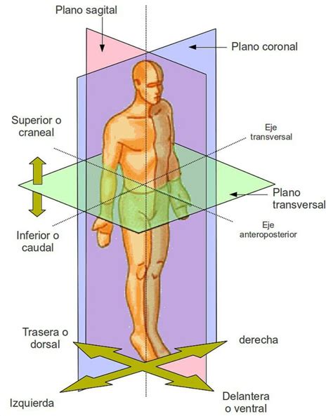 Planos E Eixos Anatômicos
