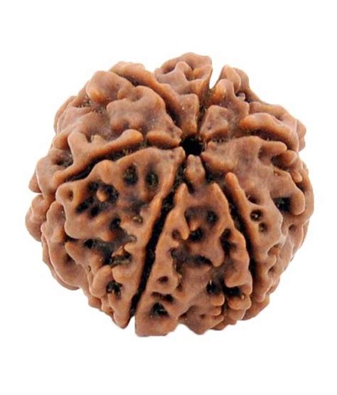 Round Brown Natural Java Six Mukhi Six Face Rudraksha Size 12 17 Mm