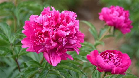 Chinese Peony In Full Bloom In Beijing Parks Cgtn