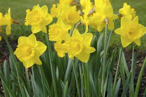 What to do with dead daffodils in the garden. Growing Daffodils | Daltons
