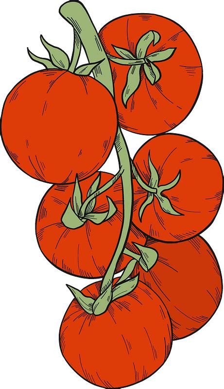 Tomatoes Clipart Free Download Transparent Png Creazilla