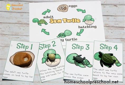 Preschool Sea Turtle Life Cycle Printable Unit Study Ideas De Colegio