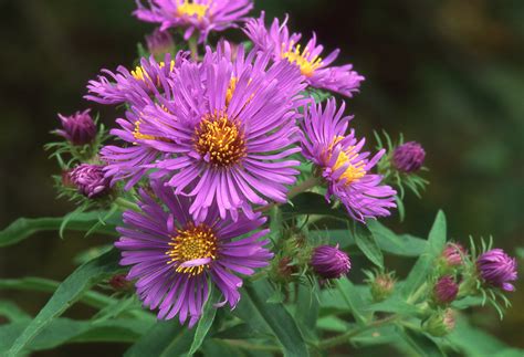 Bees fly from flower to flower gathering nectar, which they make into food, benefiting the bees. Why These 10 Bee-Friendly Plants Are Important For Your ...