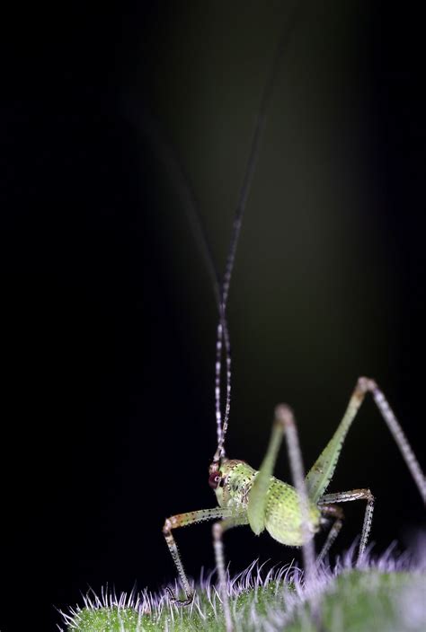 Katydid Nymph Smithsonian Photo Contest Smithsonian Magazine