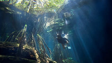 mangrove forests on the yucatan peninsula store record amounts of carbon daily max news