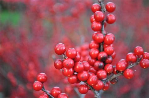 Sparkleberry Winterberry Red Berries On Branch Close Up Free Image
