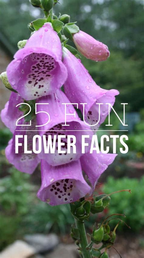 25 Fun Facts About Flowers