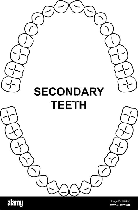 Secondary Teeth Dentition Anatomy Adult Human Upper And Lower Jaw